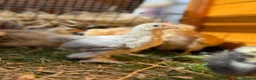 Chickens poultry for sale: Pekin bantams - Advert 5