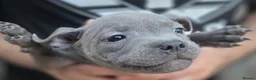 Staffordshire Bull Terrier dogs for sale: SMALLEST KC REG SBT PUPPY  - Advert 21