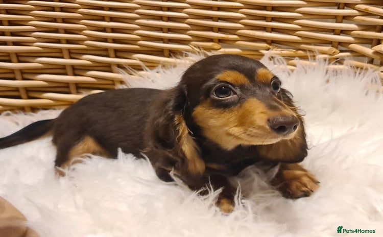 Miniature Dachshund dogs - Advert 1