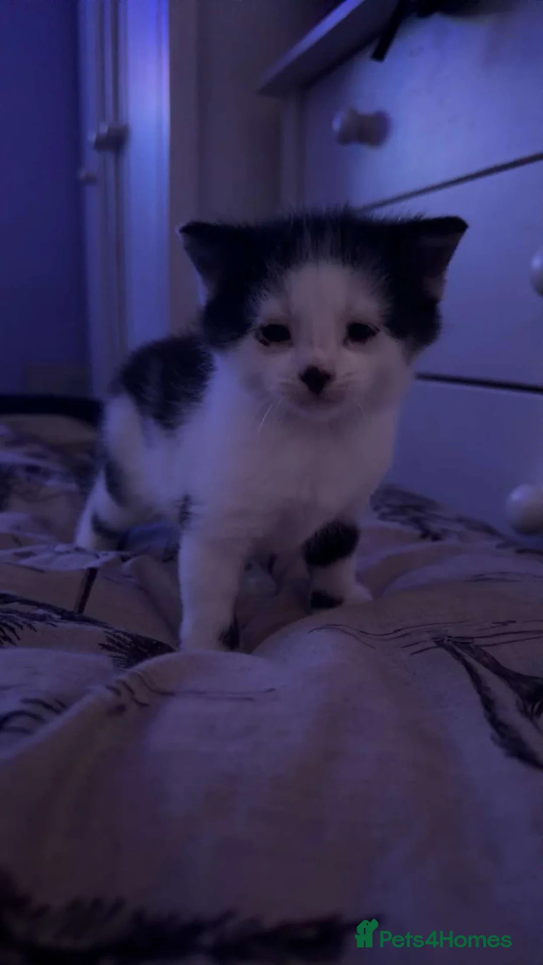 British Shorthair cats for sale: Kittens for sale  - Advert 2