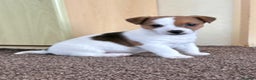 Jack Russell dogs for sale: Miniature Jack Russell Puppies… - Advert 11