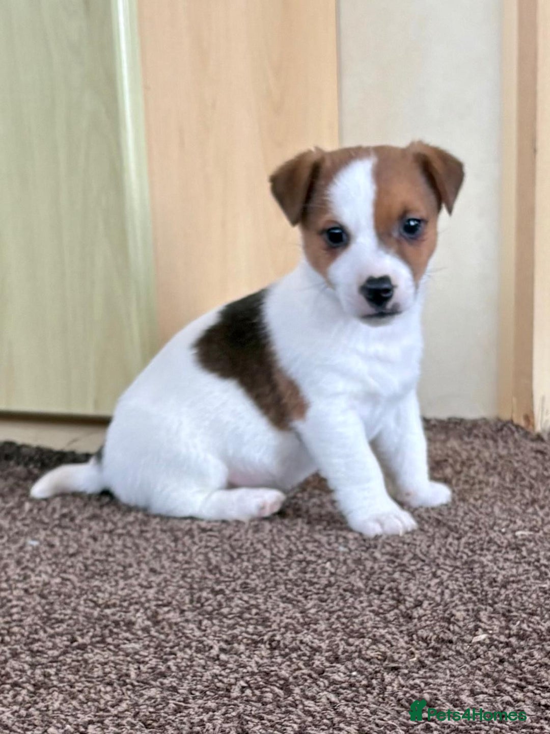 Jack Russell dogs for sale: Miniature Jack Russell Puppies… - Advert 11