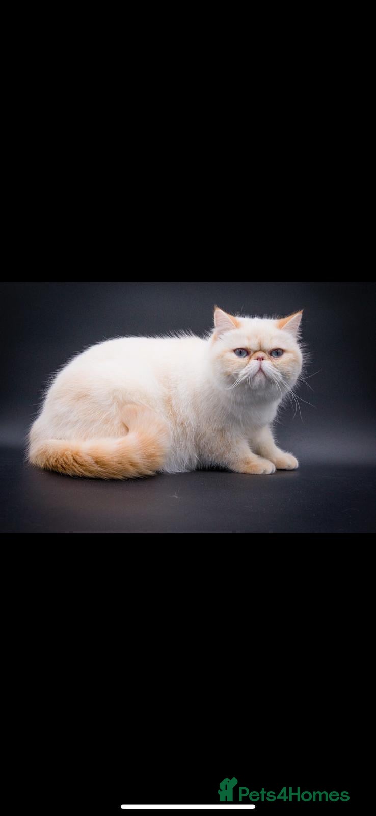 Exotic cats for sale: Red tabby colourpoint mum grand champion  - Advert 2