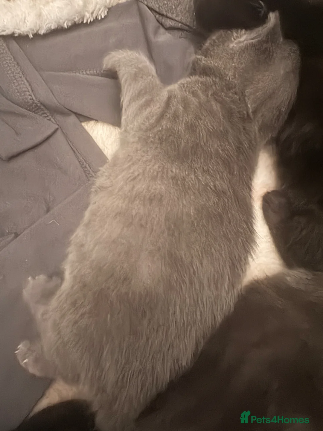 Mixed Breed cats for sale: Blue short hair x Bombay  in Widnes - Advert 2