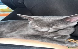 Mixed Breed cats for sale: Winnie-kitten - Image 3