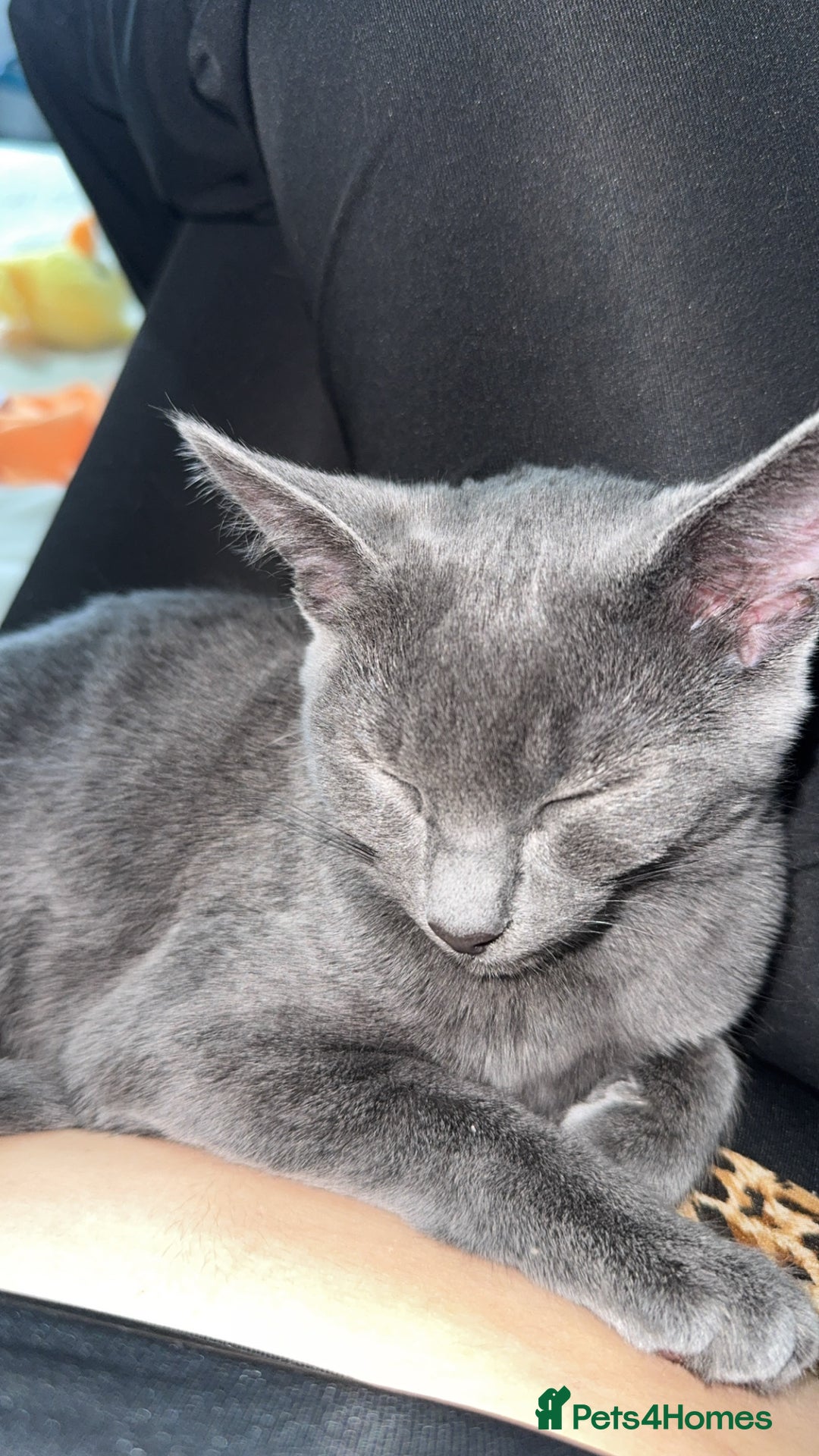 Mixed Breed cats for sale: Winnie-kitten - Image 3