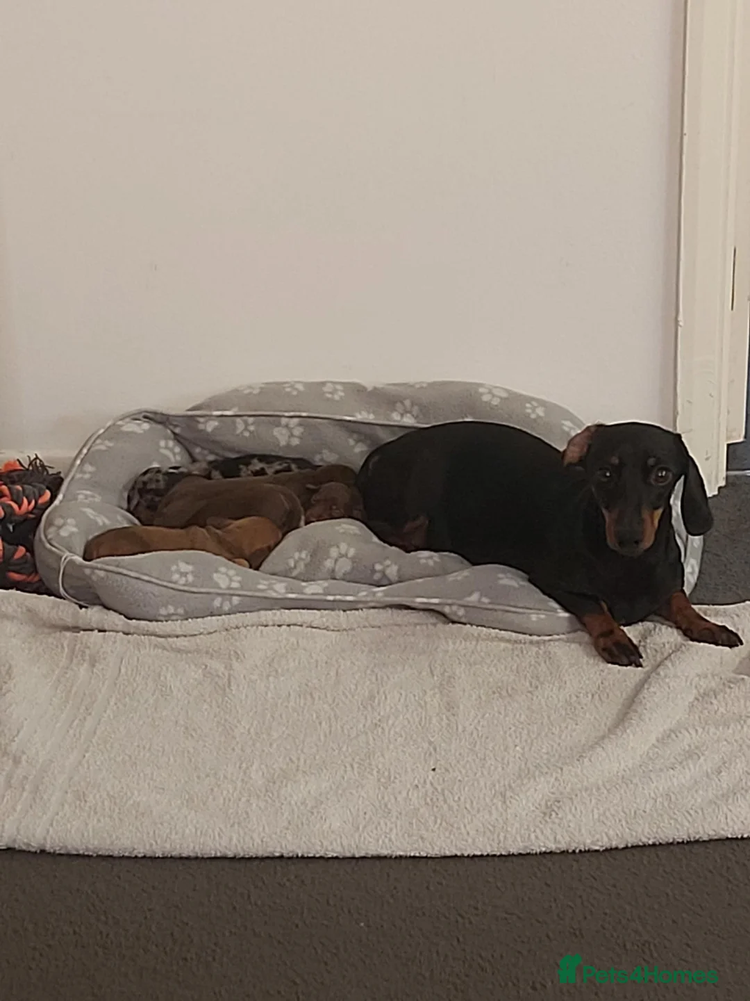 Miniature Dachshund dogs for sale: miniature dachshund  - Advert 1