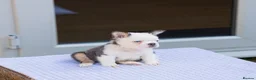 French Bulldog dogs for sale: STUNNING FLUFFY FRENCH BULLDOGS  in Cambridge - Advert 16