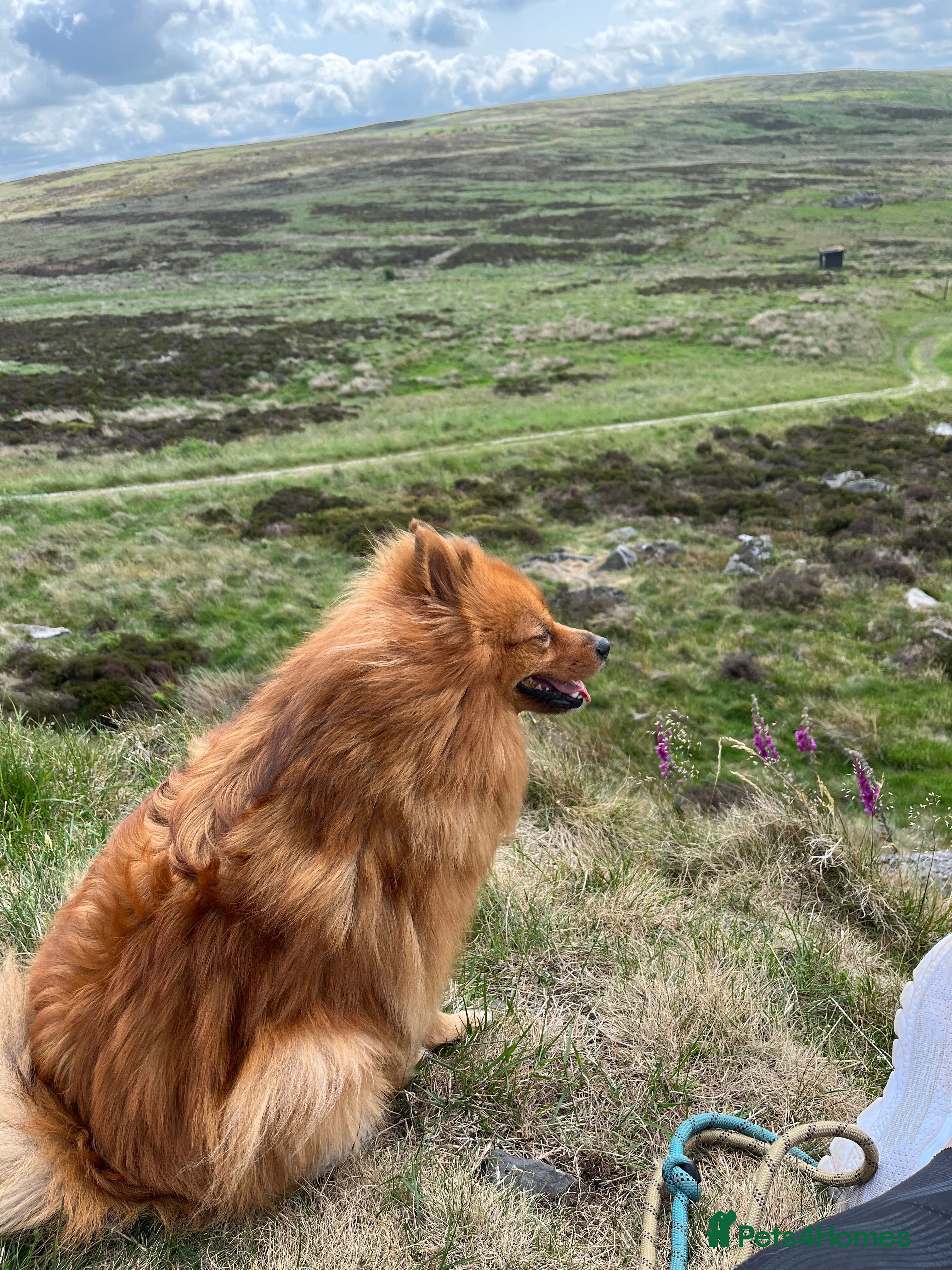 German Spitz dogs Special home sought for 8yr old German Spitz  - Advert 1