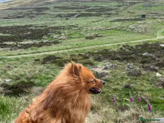 German Spitz dogs Special home sought for 8yr old German Spitz - Advert 1