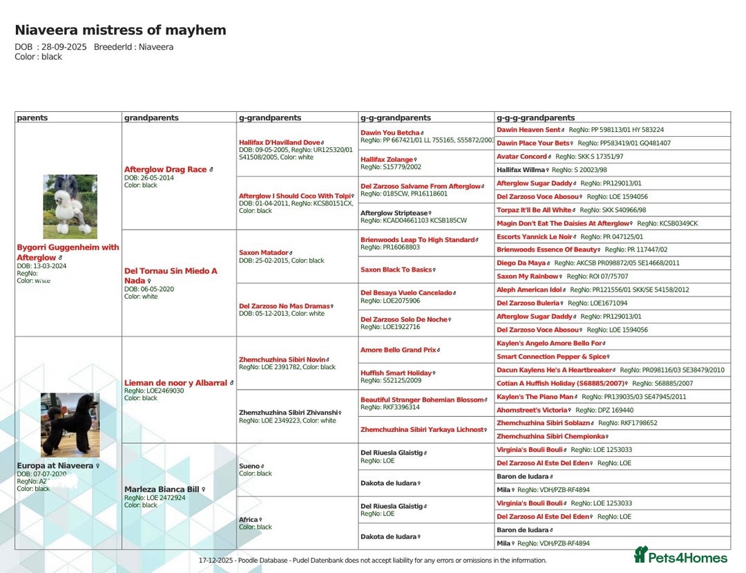 Standard Poodle dogs for sale: Champion sired standard poodles  - Advert 10