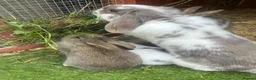 Mini Lop rabbits for sale: Mini lop / Netherland dwarf 3x males  - Advert 9