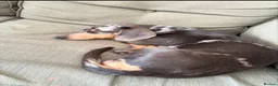 Dachshund dogs for sale: For sale in Burnley - Advert 5