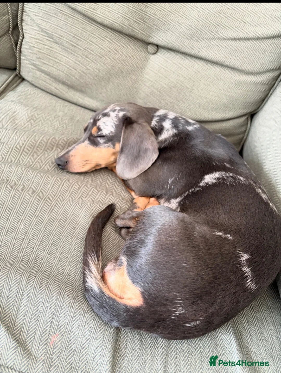 Dachshund dogs for sale: For sale in Burnley - Advert 5
