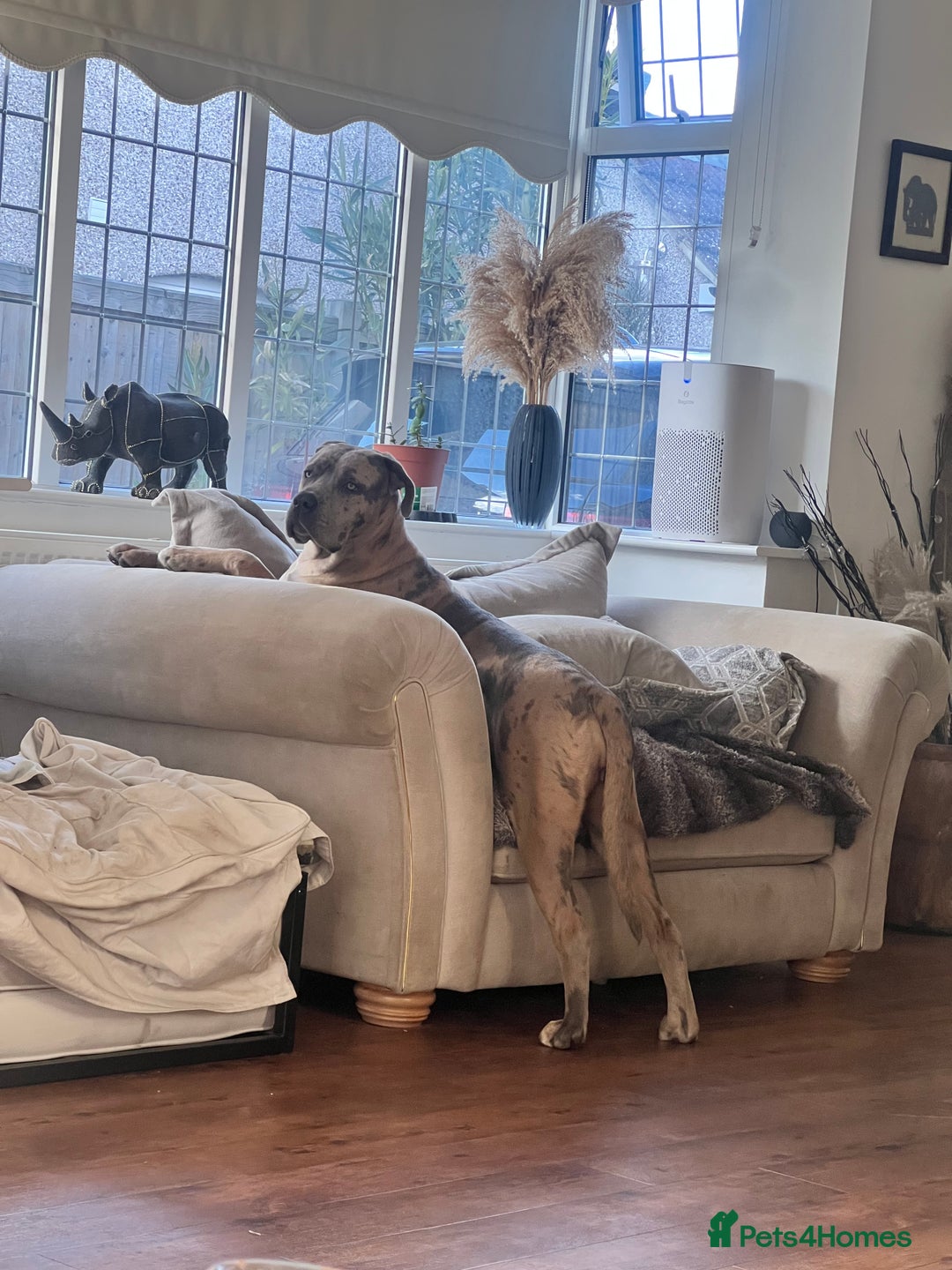 Mixed Breed dogs for sale: Lilly looking for a forever home  - Advert 3