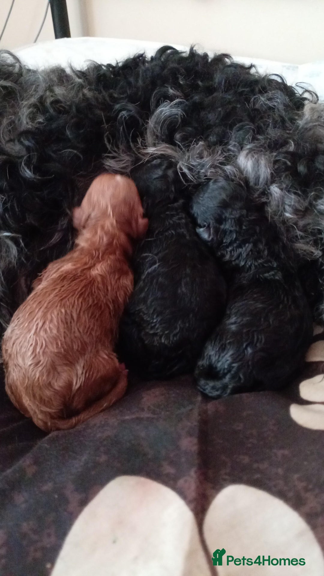 Cockapoo dogs for sale: READY NOW 5* F2B Merle Cockapoos - Image 17