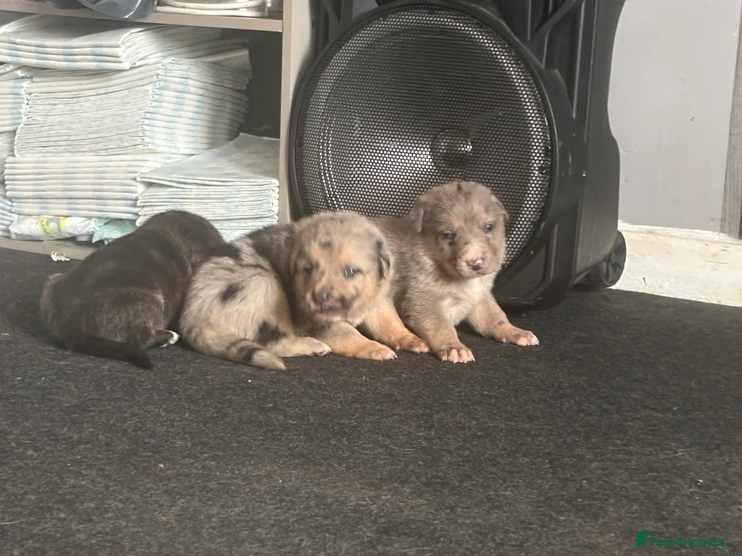 Mixed Breed dogs for sale: Beautiful staff x gsd puppies - Advert 4