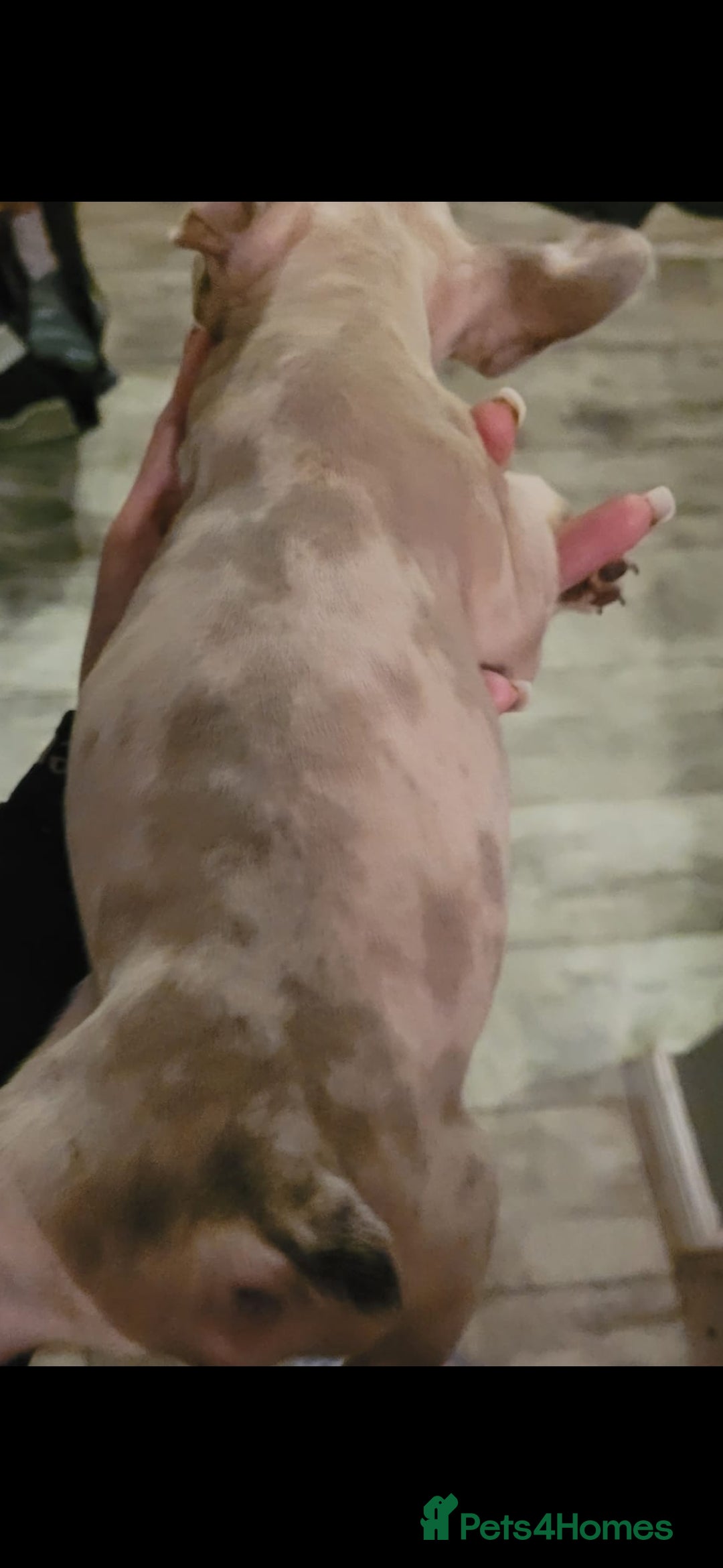 French Bulldog dogs for sale: French Bulldog male  - Image 3
