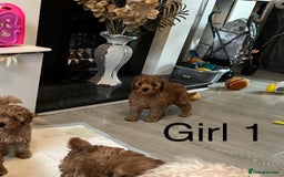 Cavapoo dogs for sale: Cavapoo pups ready to leave, forever homes only - Image 3