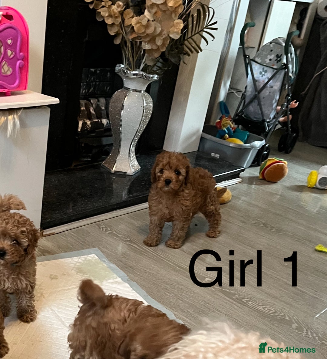 Cavapoo dogs for sale: Cavapoo pups ready to leave, forever homes only - Image 3
