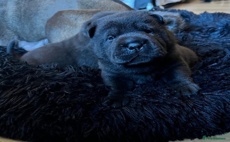 Mixed Breed dogs ChowPei Pups  - Advert 6