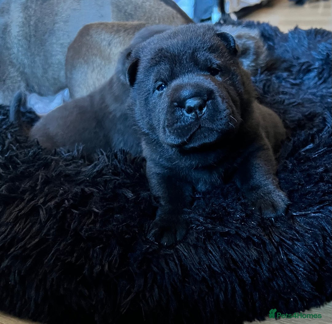 Mixed Breed dogs for sale: ChowPei Pups  - Advert 16