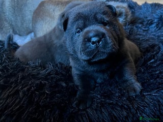 Mixed Breed dogs ChowPei Pups - Advert 12