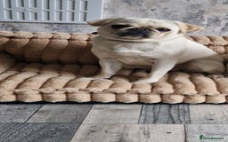 Pug dogs for sale: Female pug for sale - Image 6