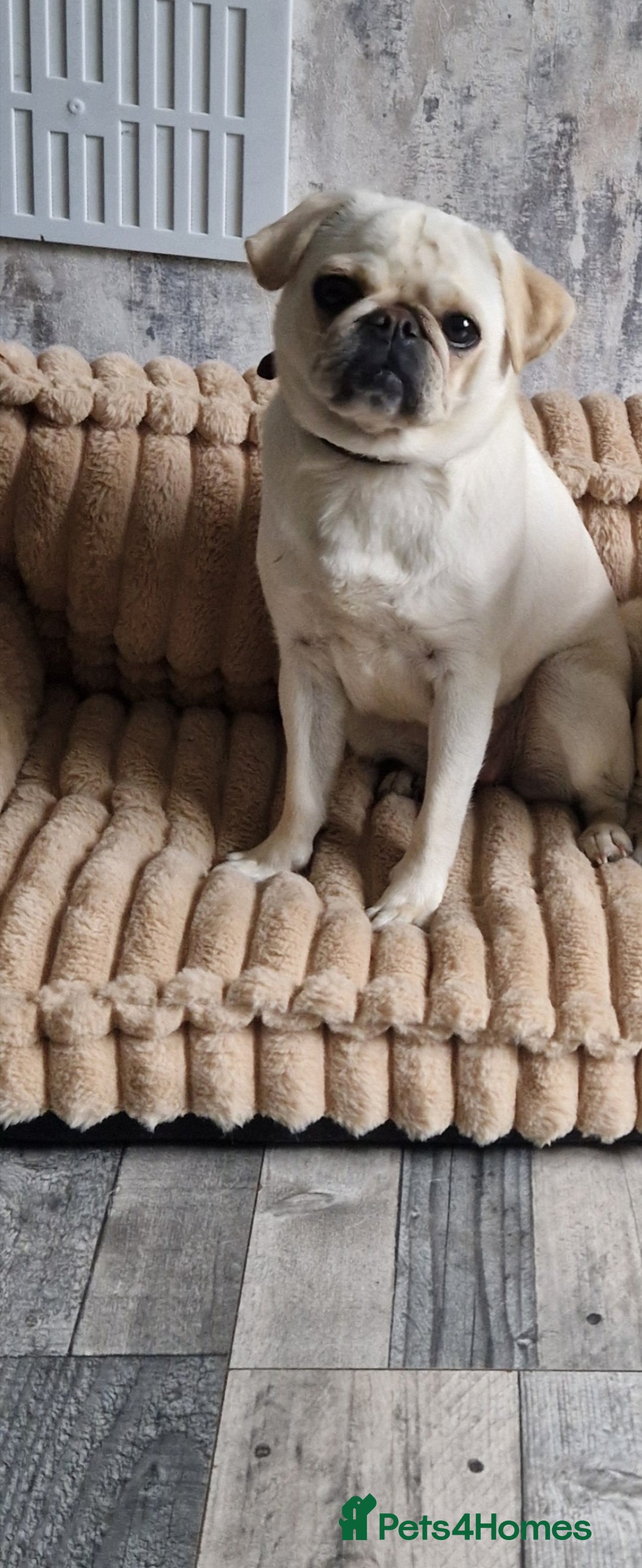 Pug dogs for sale: Female pug for sale - Image 6
