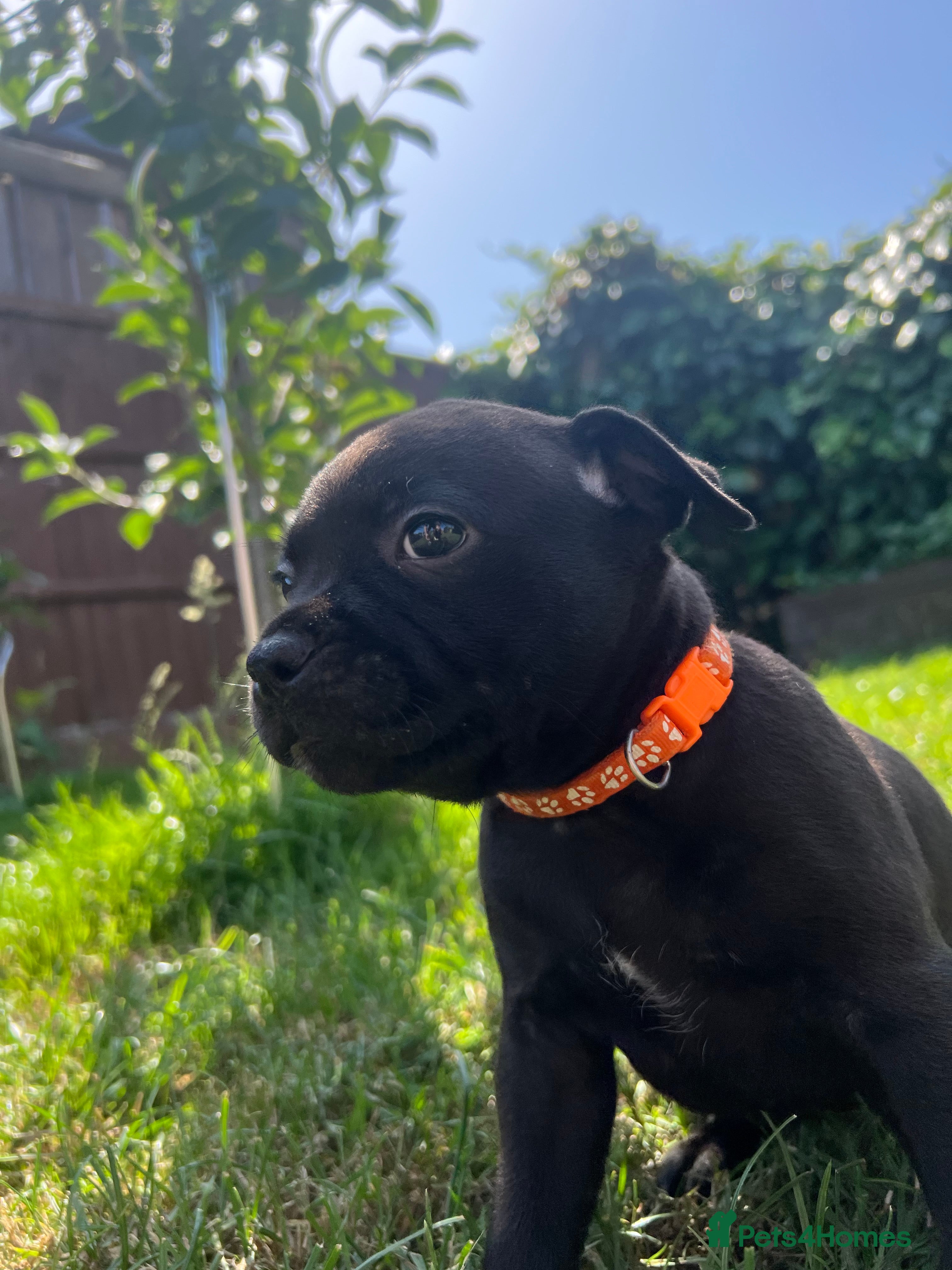 Staffordshire Bull Terrier dogs Staffordshire Bull Terrier Puppies - Family Raised - Advert 1