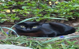 Mixed Breed cats for sale: Beautiful Kittens – One Grey Boy & Two girls - Image 2