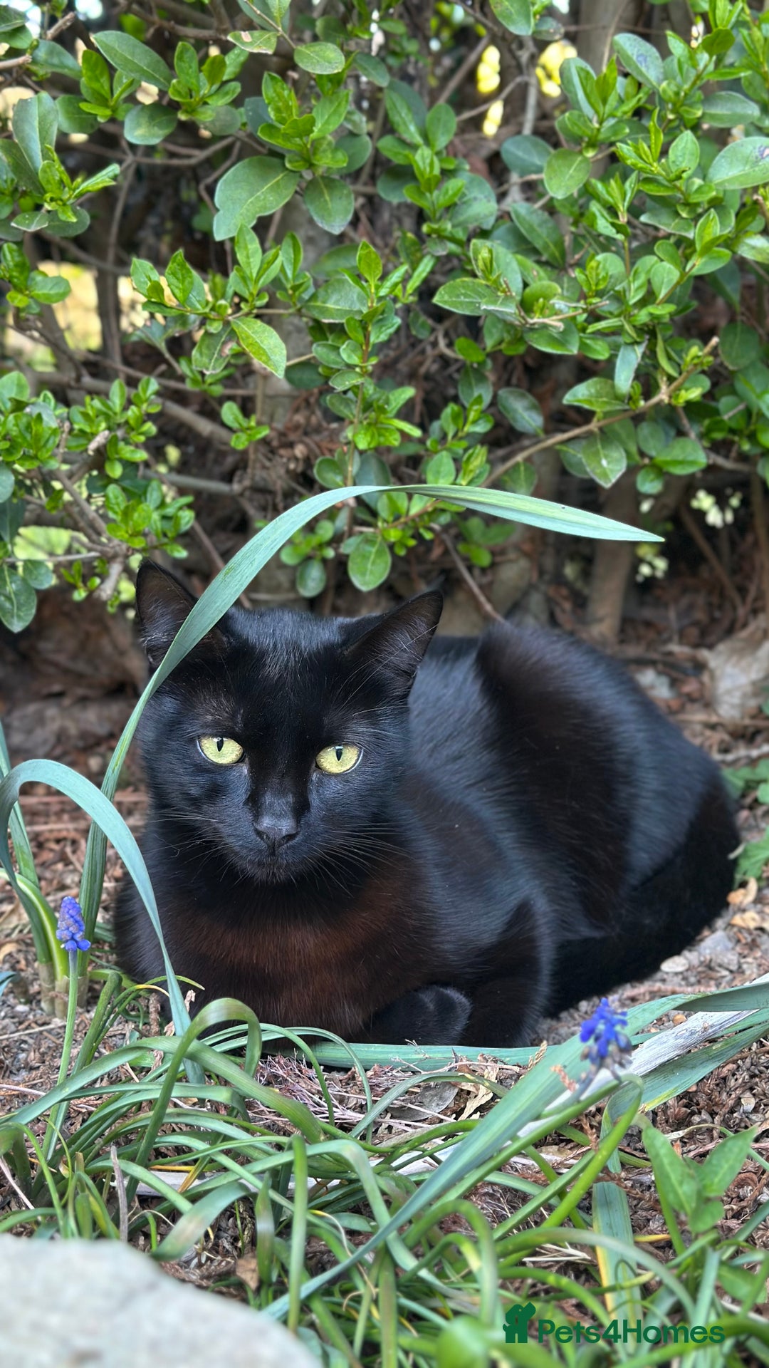 Mixed Breed cats for sale: Beautiful Kittens – One Grey Boy & Two girls - Image 2