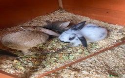 Mini Lop rabbits for sale: 3 beautiful mini lops(60 each or 2 for £100) - Image 9