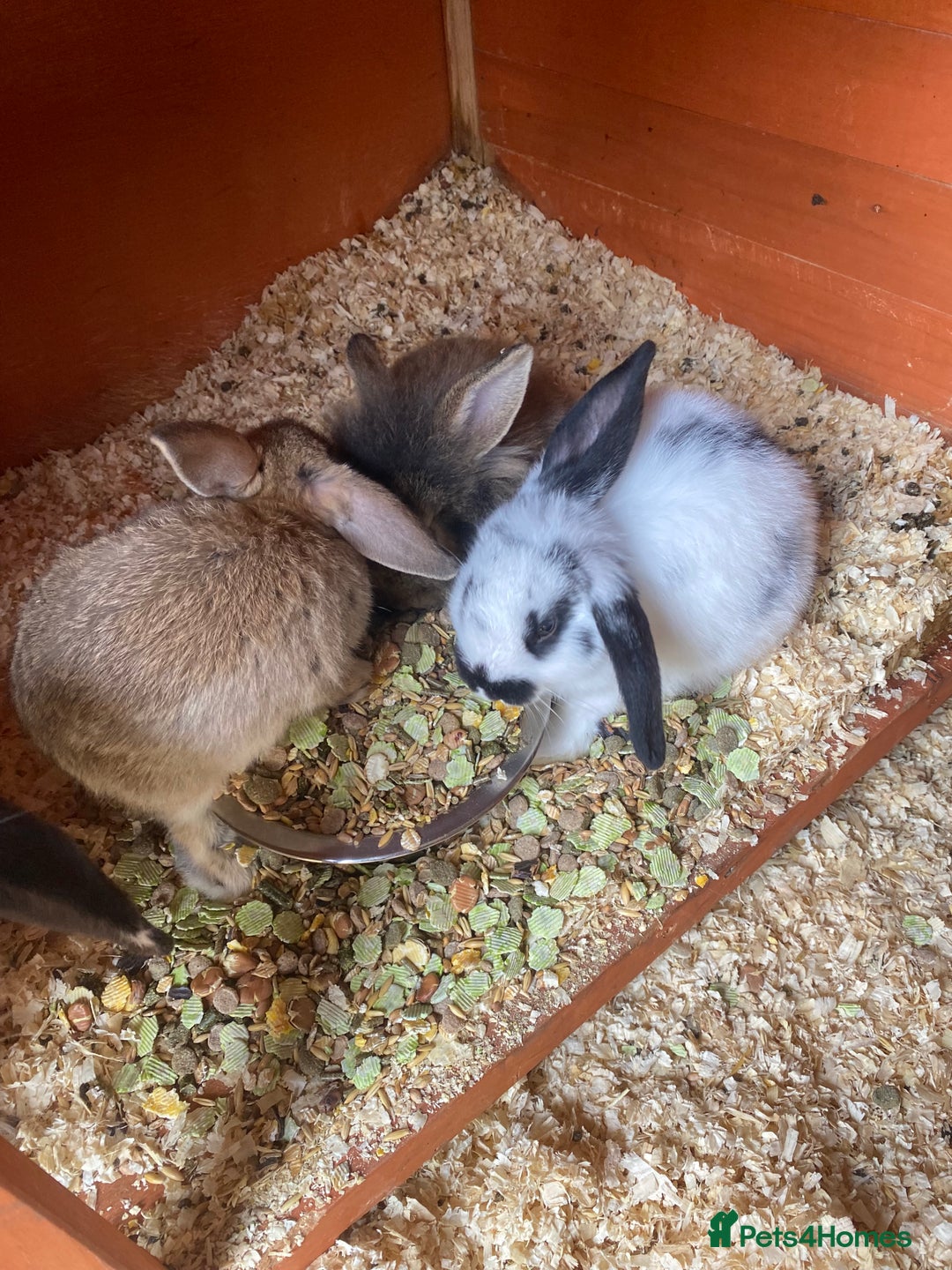 Mini Lop rabbits for sale: 3 beautiful mini lops(60 each or 2 for £100) - Image 9