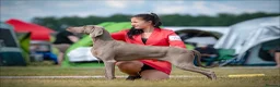 Weimaraner dogs for stud: Braveheart Duma Kazana PROVEN STUD DOG   in Edinburgh - Advert 5
