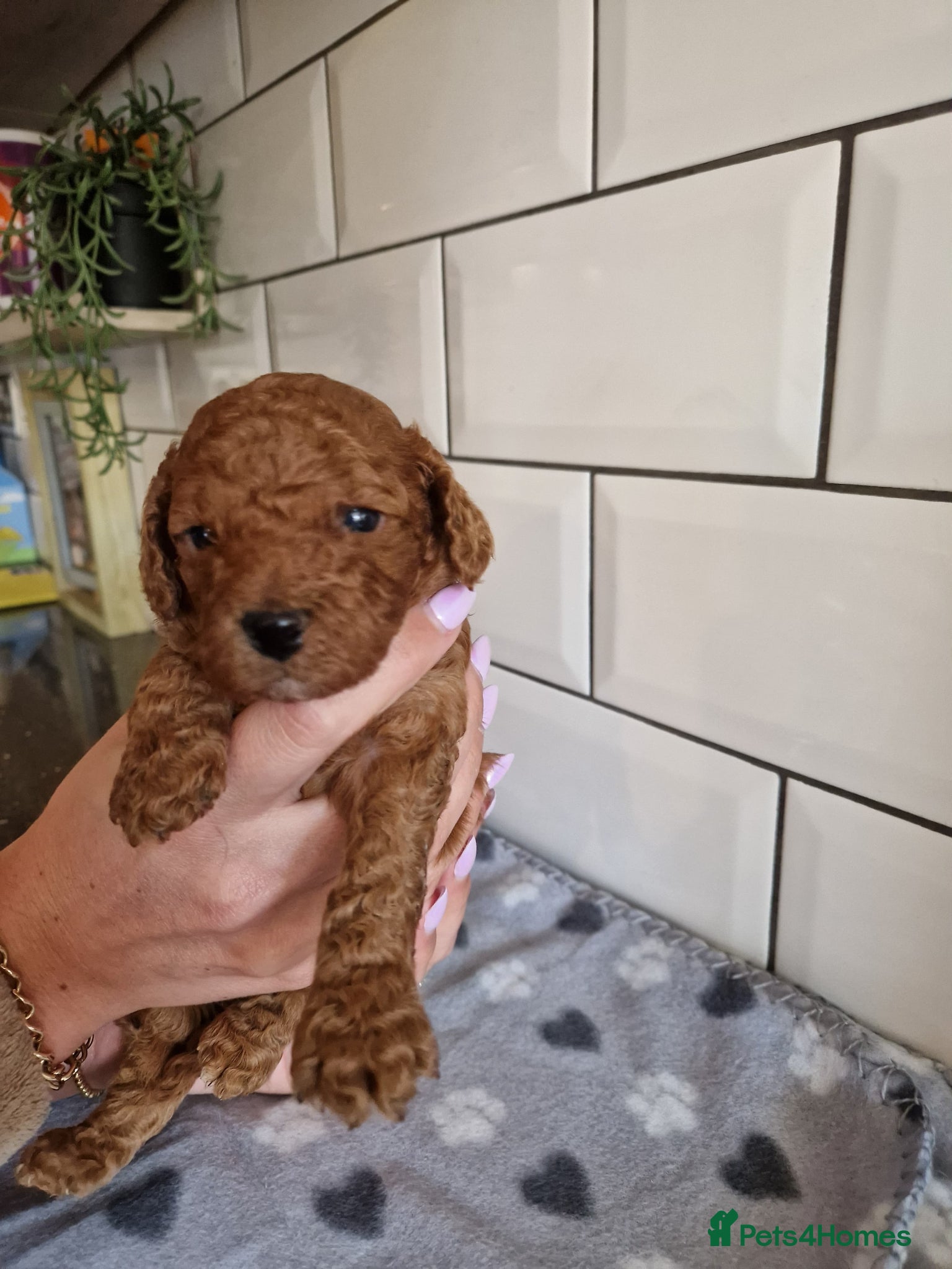 Cavapoo dogs **Stunning Cavapoo puppies** **2girls 2 boys*** - Advert 7