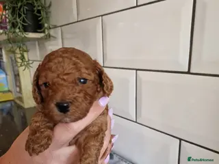 Cavapoo dogs **Stunning Cavapoo puppies** **2girls 2 boys*** - Advert 7