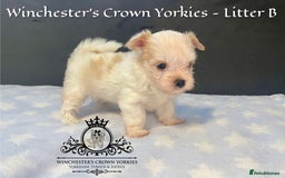 Yorkshire Terrier dogs for sale: ❤️Golddust Yorkies🥇☕️Champion heritage pups! 🐶❤️ - Image 19