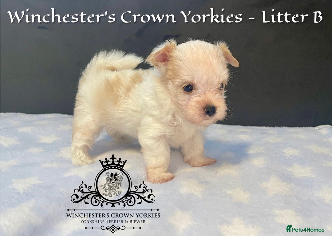 Yorkshire Terrier dogs for sale: ❤️Golddust Yorkies🥇☕️Champion heritage pups! 🐶❤️ - Image 19