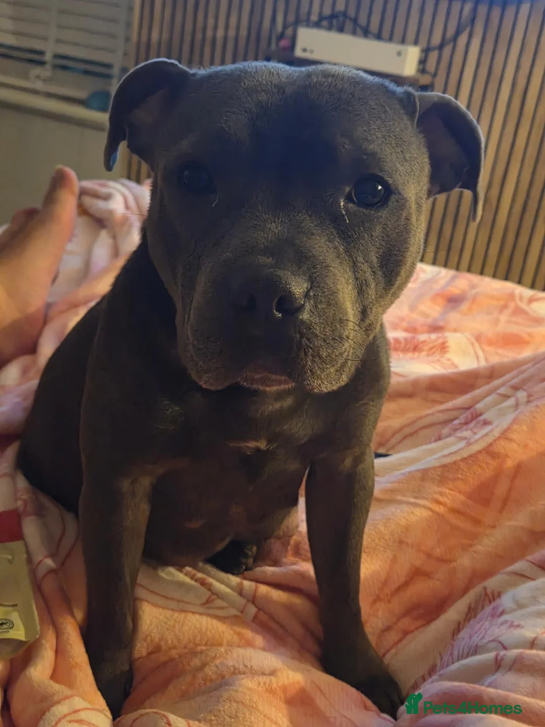 Staffordshire Bull Terrier dogs for sale: Female Staffordshire bull terrier  - Advert 1