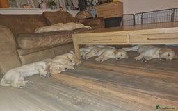 Golden Retriever dogs for sale: 🦮 two beautiful boys available  ❤️❤️ in Aberystwyth - Image 36