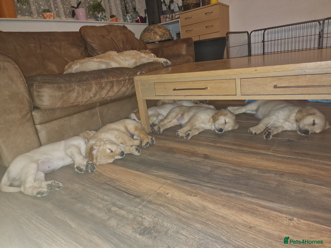 Golden Retriever dogs for sale: 🦮 two beautiful boys available  ❤️❤️ in Aberystwyth - Image 36