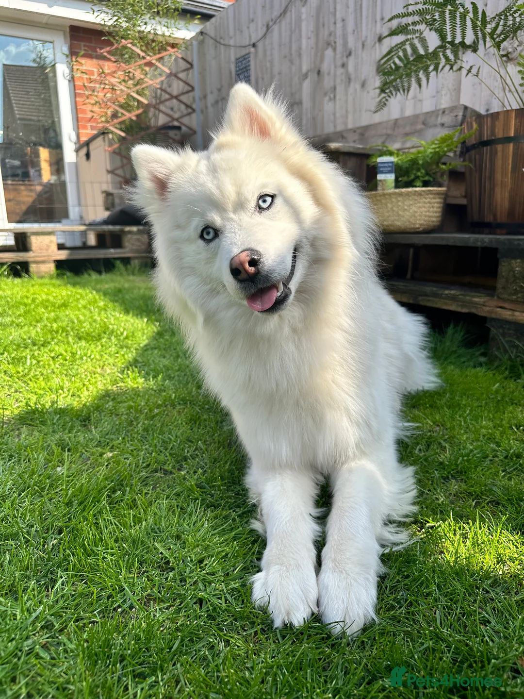 Pomsky dogs for stud: Stunning icy blue eyed F2 Pomsky stud proven  in Dunstable - Advert 3