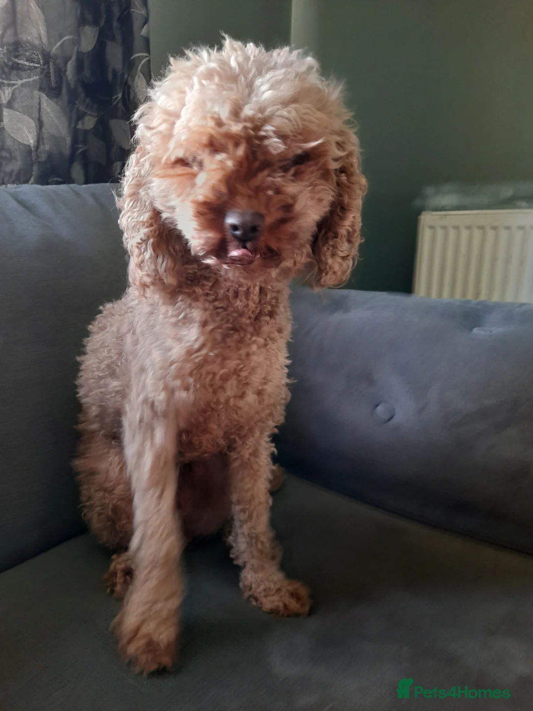 Cockapoo dogs for sale: Stunning Deep Red cockerpoos f1b - Advert 12