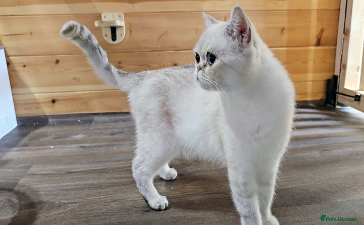 Scottish Fold cats - Advert 2