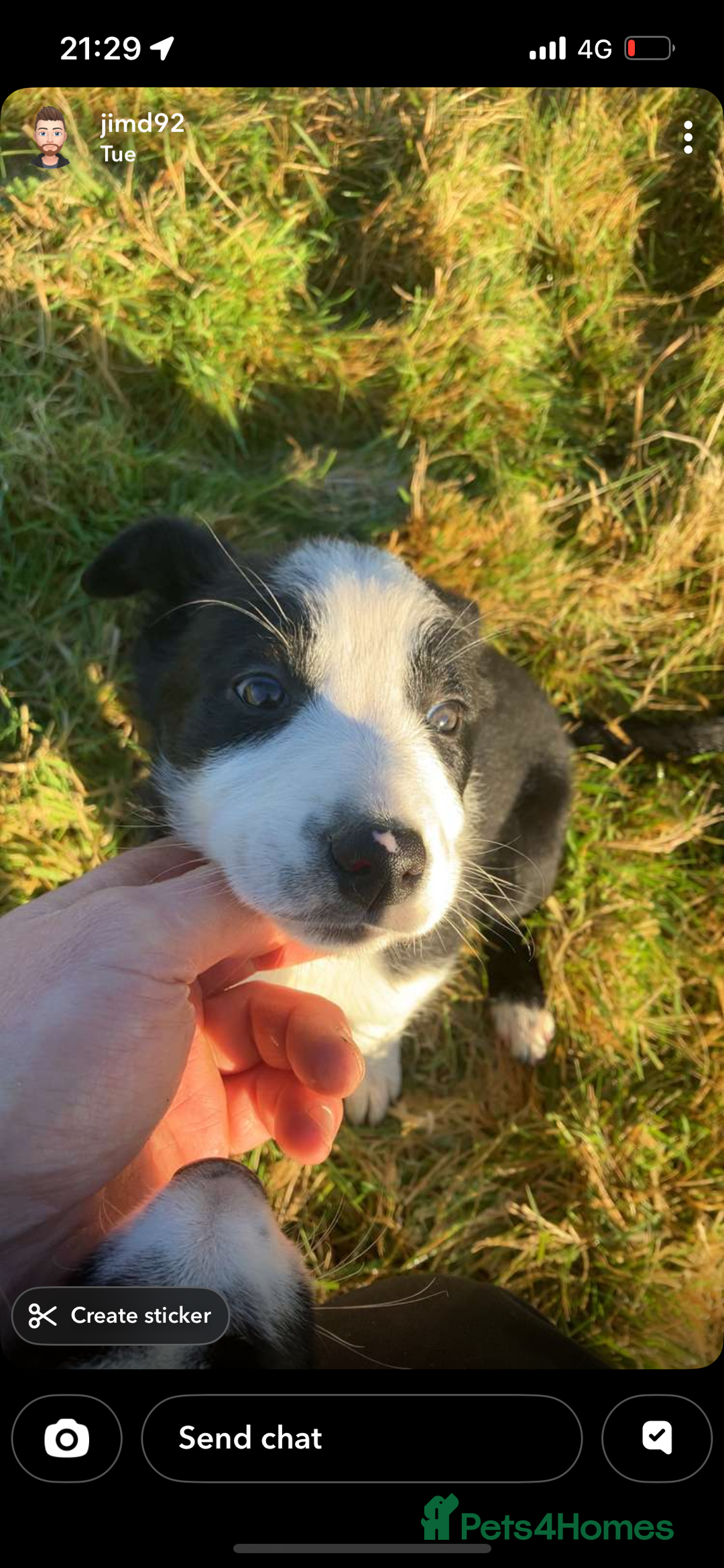 Border Collie dogs for sale: 1 collie x kelpie bitch  - Advert 1