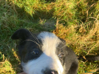 Border Collie dogs 1 collie x kelpie bitch - Advert 2