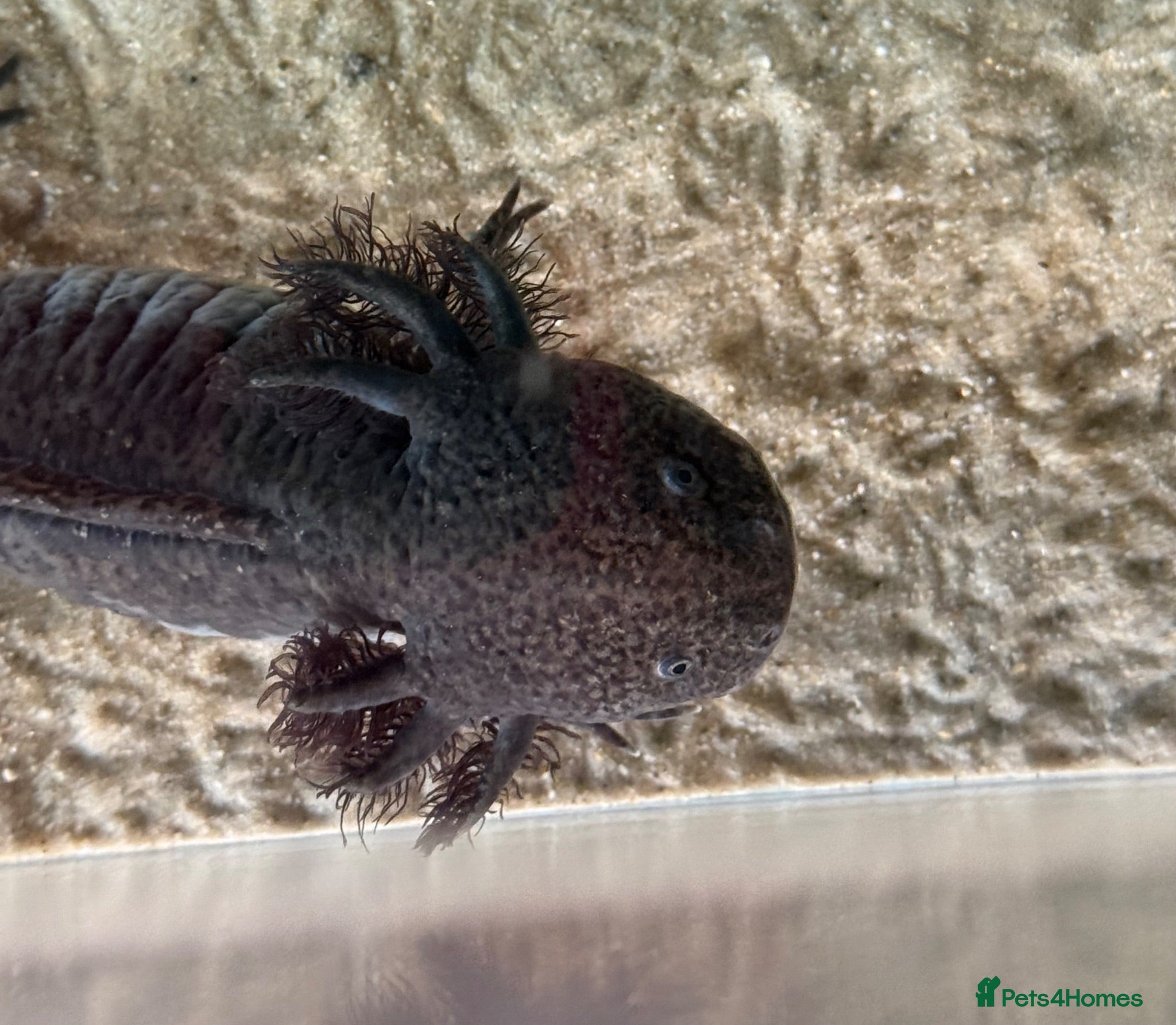 Axolotl reptiles Female axolotl  - Advert 18