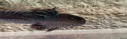 Axolotl reptiles for sale: Female axolotl  - Advert 1