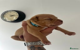 Staffordshire Bull Terrier dogs for sale: Gorgeous Staffy puppy  - Image 6